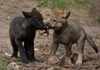 puppy love, white, timber, saying, black, wolves, , wolf, canislupus, howling, wolf art, wisdom HD wallpaper