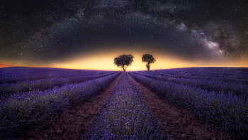 Field flower, Lavender Milky Way, Starry sky, Tree HD wallpaper