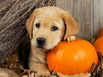 :), halloween, sweet, dog, puppy, cute, pumpkin, orange, caine HD wallpaper