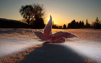 Sky, Snow, Macro, Shine, Light, Sheet, Leaf, Evening, Frost HD wallpaper