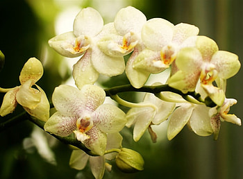 Orchids, phalaenopsis, white, flowers HD wallpaper