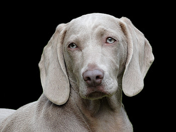 Animals, Dog, Muzzle, Sight, Opinion, Weimaraner HD wallpaper