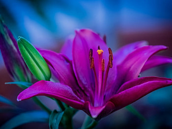 Purple Lily, purple, nature, flowers, lily HD wallpaper