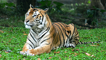 Tiger Is Lying Down On Small Green Plants In Dark Background Tiger HD wallpaper