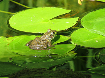 Animals, Lilies, Swamp, Frog, Amphibian HD wallpaper