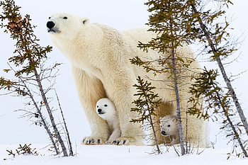 Polar Bear, animal, Polar, Nature, Bear HD wallpaper