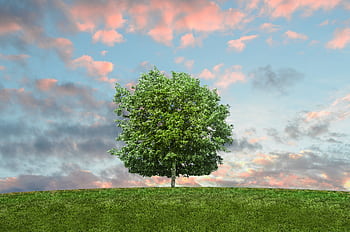 A lone tree stands on a grassy hill beneath a colorful sunset sky, symbolizing serenity and nature's beauty. HD wallpaper