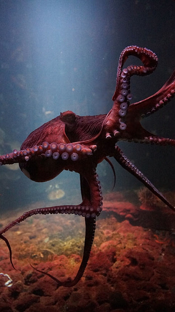 Octopus, Amazing, Ocean, Animal HD phone wallpaper