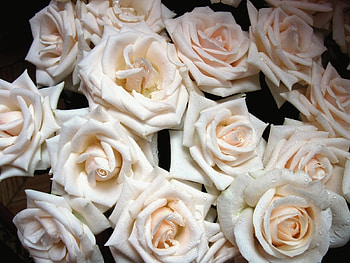 Plants, Flowers, Background, Roses HD wallpaper