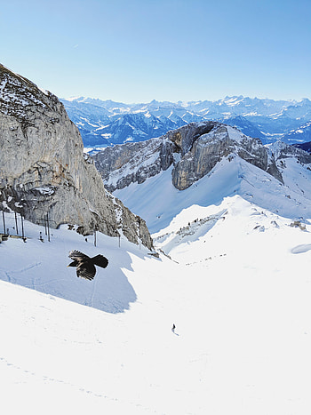 Nature, Snow, Rocks, Bird, Flight, Snow Covered, Snowbound HD phone wallpaper