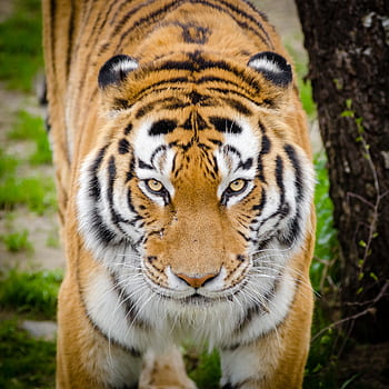 Close-up of a majestic Siberian tiger prowling its natural habitat with intense gaze. HD phone wallpaper