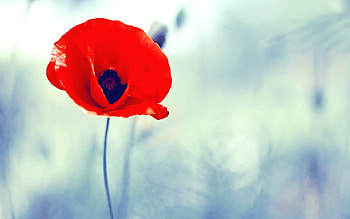 Plants, Flowers, Poppies HD wallpaper