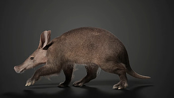 Aardvark, Artstation, Creative, Design HD wallpaper