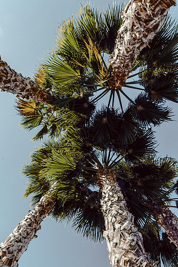 Nature, Trees, Sky, Leaves, Palms, Branches HD phone wallpaper