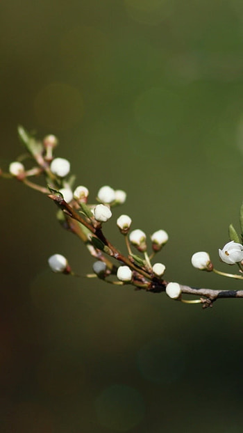 May Background, White Flowers Petals HD phone wallpaper