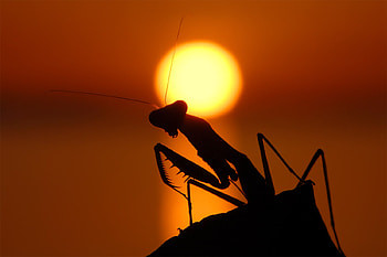 praying at the sunset, mantis, praying, bug, sunset HD wallpaper