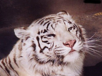 the portrait, majectic, posing, tiger HD wallpaper