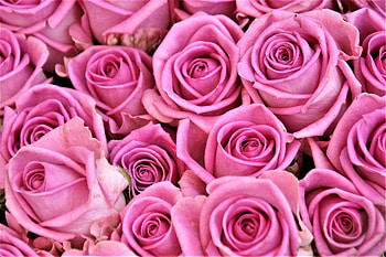 Flowers, Roses, Pink, Bouquet, Buds HD wallpaper