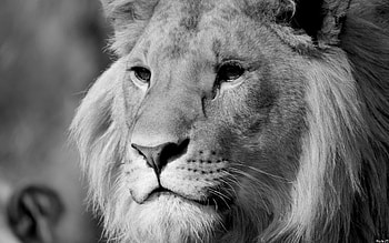 lion, king, of HD wallpaper