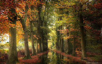 Avenue with Puddle, puddle, road, alley, avenue, autumn HD wallpaper