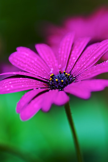 Violet, Drops, Flower, Macro, Wet, Purple HD phone wallpaper