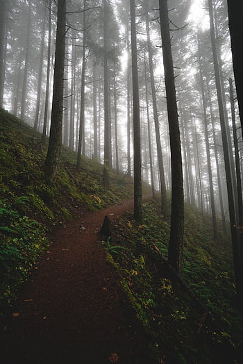 Serene misty forest path with tall trees and lush greenery in Hood River, Oregon. HD phone wallpaper