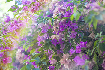 Purple leaves, purple, bush, nature, leaves HD wallpaper