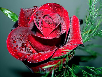 Wet Rose, rose, wet, beautiful HD wallpaper