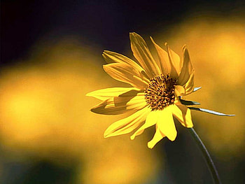 Yellow Loneliness, yellow flower, nature, yellow, flower HD wallpaper