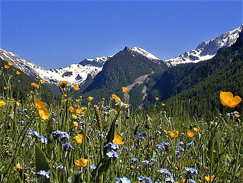 wildflowers in the valley, sky, flowers, valley, mountain HD wallpaper