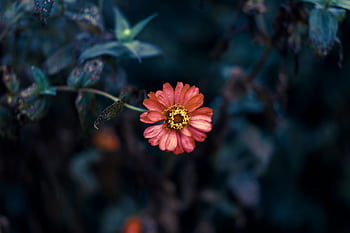 Close-up of a vibrant pink flower in a moody garden setting, highlighting its vivid petals. HD wallpaper