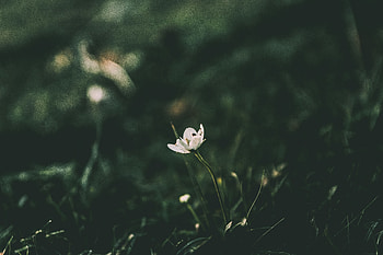Flowers, Flower, Blur, Smooth, Stem, Stalk HD wallpaper