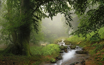 Forest Stream in Spain, mist, forest, tree, stream, Spain HD wallpaper