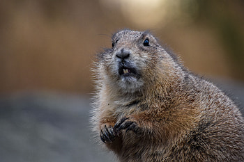 Animals, Brown, Animal, Rodent, Beaver HD wallpaper