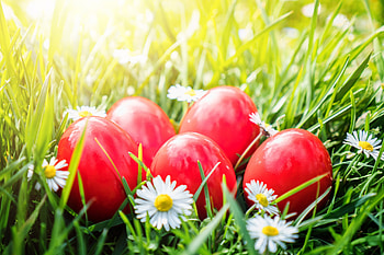 Happy Easter!, egg, daisy, flower, green, red, easter, grass HD wallpaper