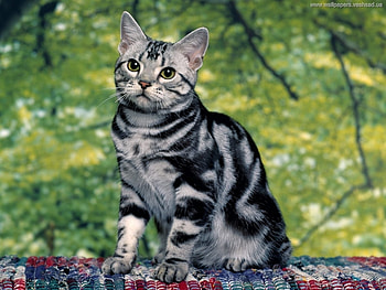 Animals, Cats HD wallpaper