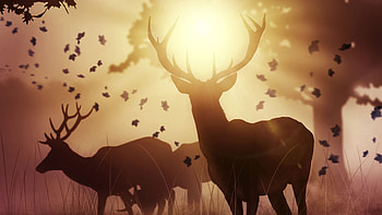 Mystic Deer, deer, artist, artwork, digital-art, behance HD wallpaper