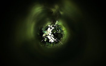 Background, Leaves HD wallpaper