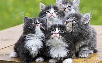 Animals, Cats HD wallpaper