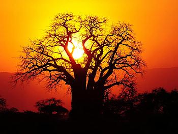 African baobab, africa, baobab, tree, sunset HD wallpaper