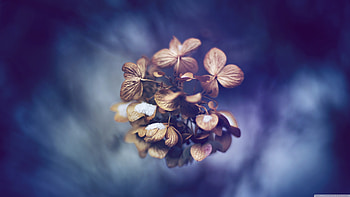 Leaves graphy, leaves, graphy HD wallpaper