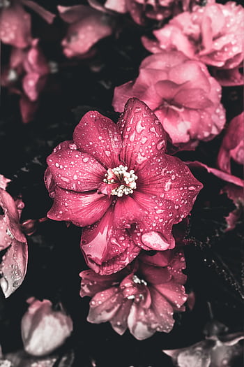 Beautiful pink Begonia flowers with dewdrops, showcasing natural elegance and vibrancy. HD phone wallpaper