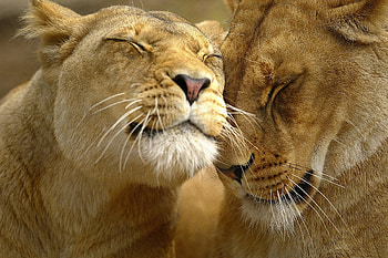 Animals, Couple, Pair, Muzzle, Lion, Care, Tenderness HD wallpaper