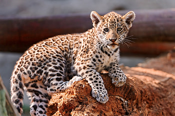 Animals, Young, Calf, Kitty, Kitten, Leopard, Predator HD wallpaper