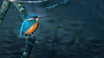Birds branch, , and mobile HD wallpaper
