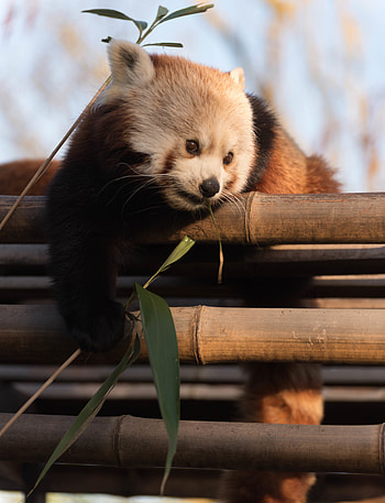Animals, Sweetheart, Nice, Bamboo, Red Panda HD phone wallpaper