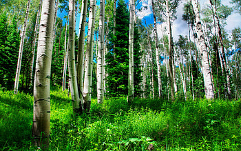 Minnesota forest, Forest backgrounds, Nature HD wallpaper