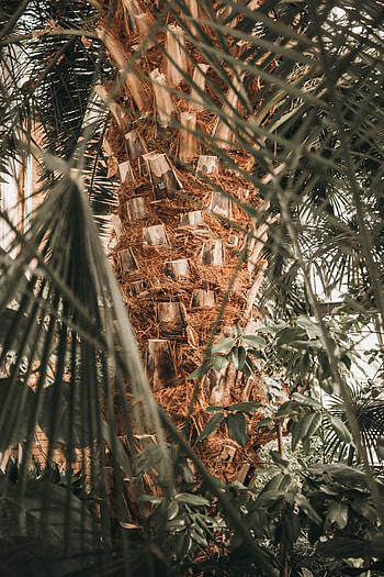 Nature, Wood, Tree, Palm, Branches, Trunk HD phone wallpaper