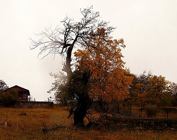 Fall, bulgaria, trees, autumn HD wallpaper