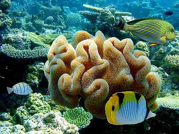 Clown Surgeonfish and Double Saddle Butterflyfish, surgeonfish, butterflyfish, coral, water HD wallpaper